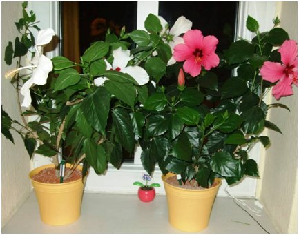 hibiszkusz az ablakpárkányon