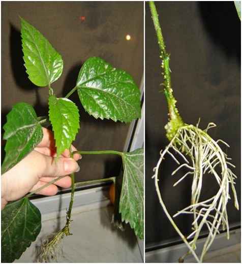 a hibiszkusz gyökerei
