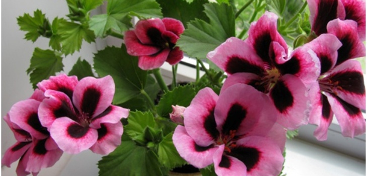 Pelargonium virág