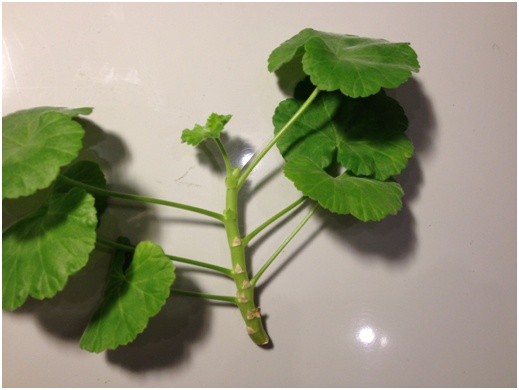 Pelargonium szár