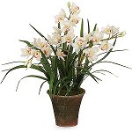 Orchid Cymbidium: Care and Content Orchid Cymbidium: Care and Content
