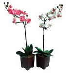 Az orchidea nem virágzik: mi a teendő? Az orchidea nem virágzik: mi a teendő?
