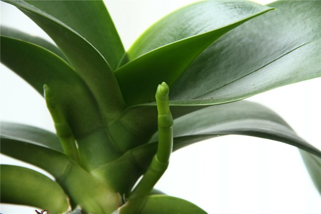Az orchidea nem virágzik: mi a teendő? Az orchidea nem virágzik: mi a teendő?