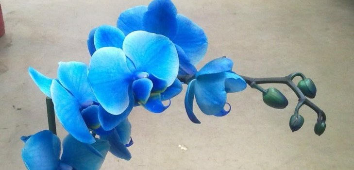 gyönyörű orchidea