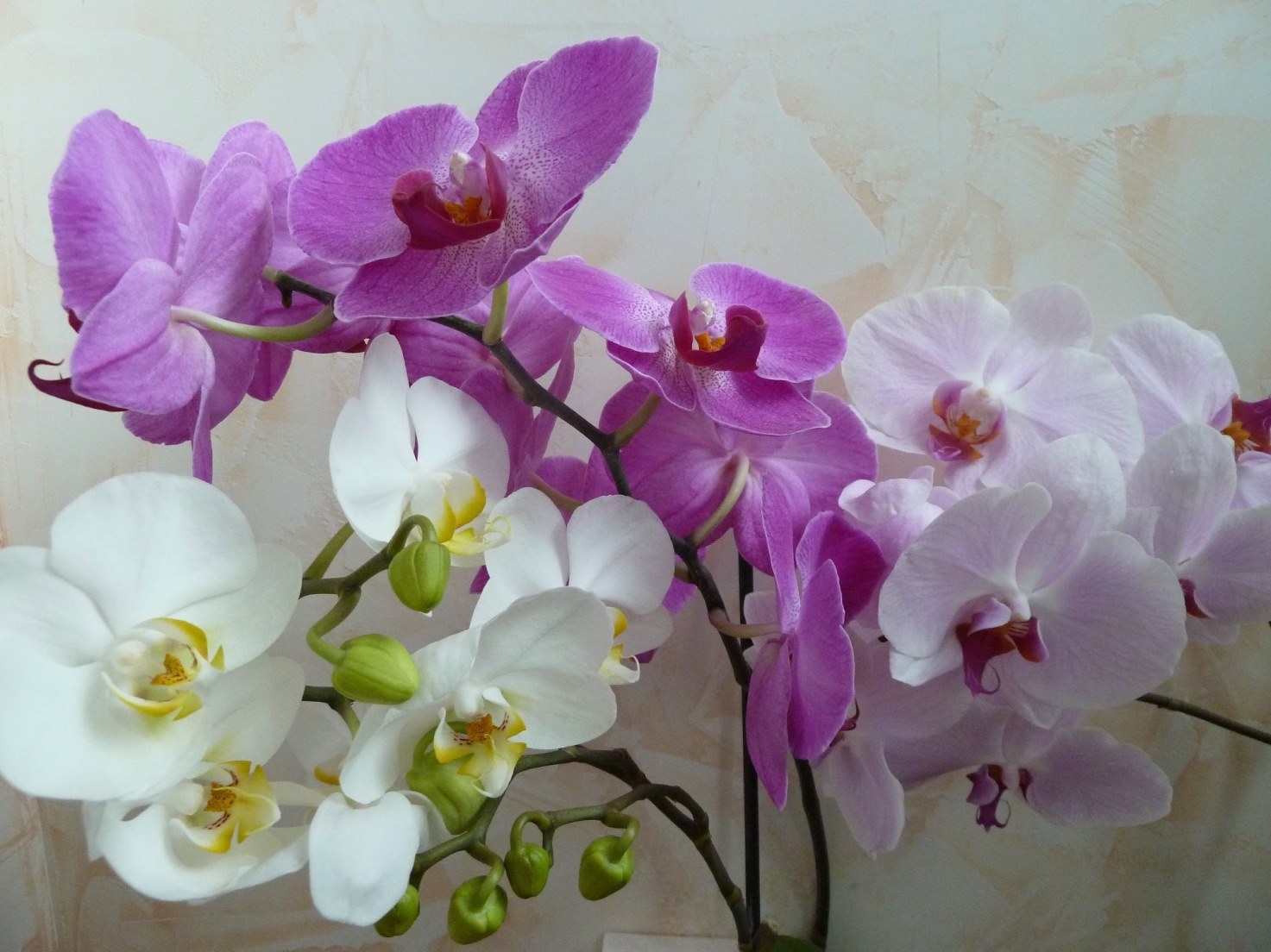 színes orchidea
