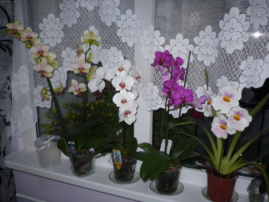 Orchid: otthoni ápolás