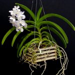 Orchidea Vanda