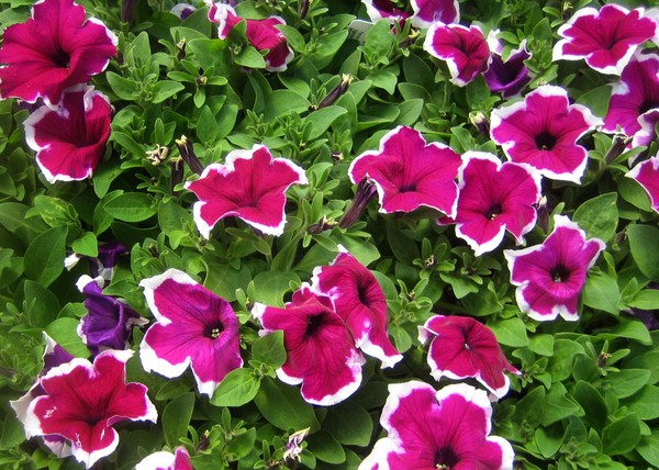 Petunia ültetése és gondozása