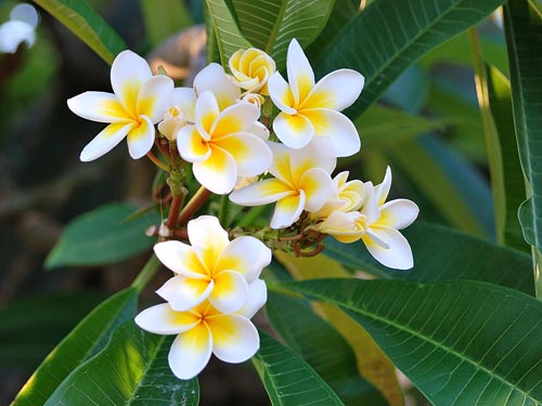 Plumeria sokszorosítása