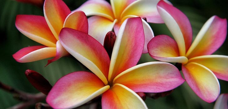 Plumeria: fotózás és gondozás otthon