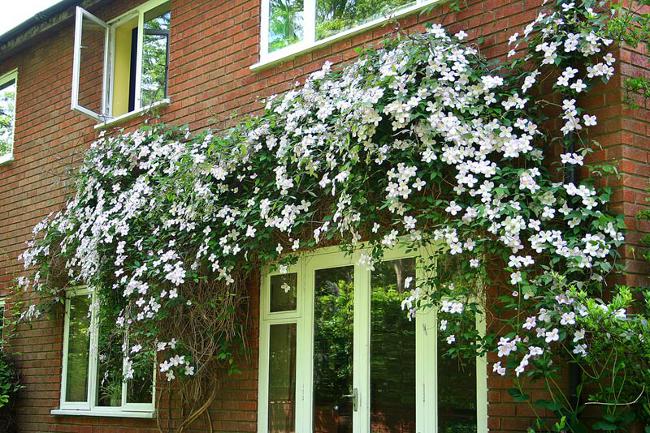 Clematis ültetés