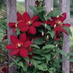 Clematis ültetés Clematis ültetés
