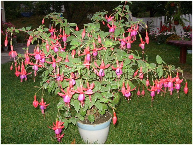 fuchsia egy kádban