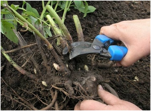pion transzplantáció