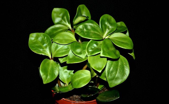 A pyperium gondozása