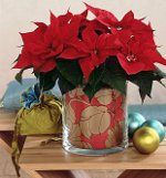 Poinsettia: A karácsonyi csillag