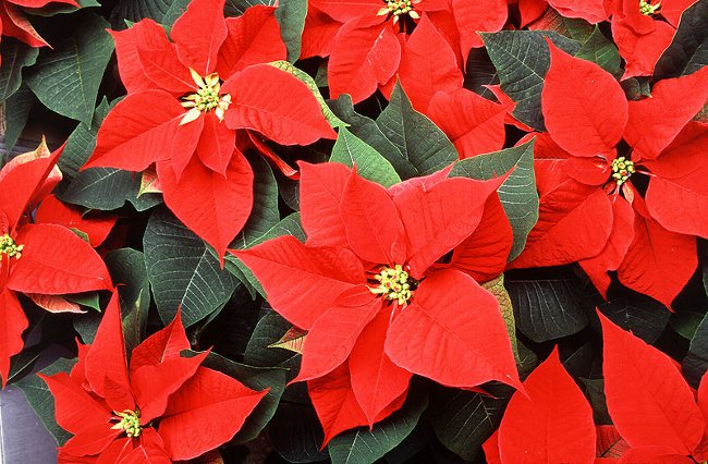 Poinsettia: A karácsonyi csillag