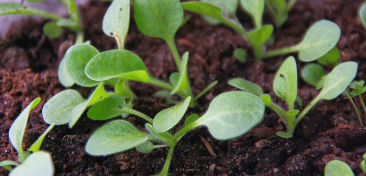 Petunia palánták