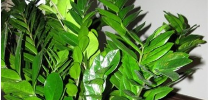 zamioculature levelei