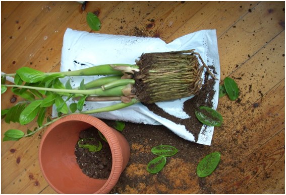 a zamioculcus transzplantációja
