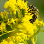 Allergia a pollenhez Allergia a pollenhez