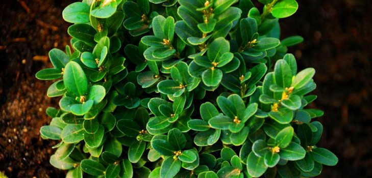 Boxwood - örökzöld díszítés a kertre és az ablakpárkára