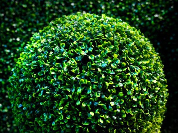 Boxwood - örökzöld díszítés a kertre és az ablakpárkára
