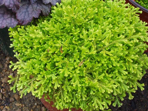 Selaginella: fajok