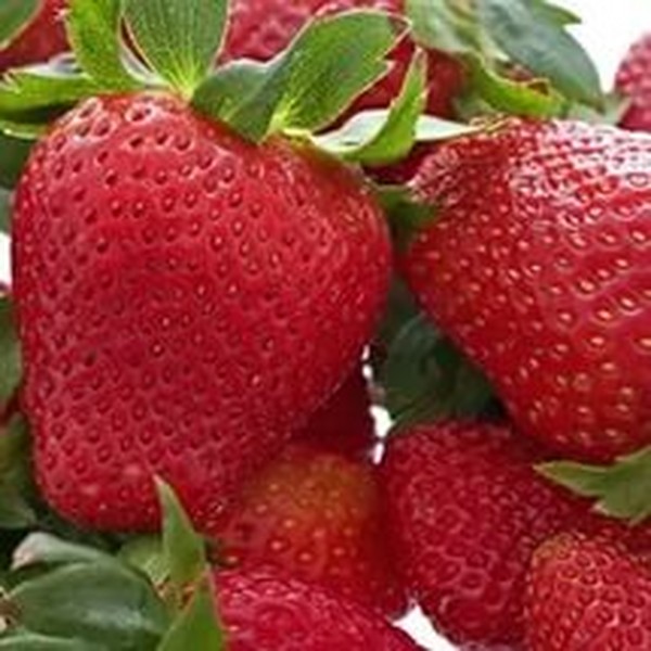 A legjobb szamóca - leírás, jellemzők, fotó