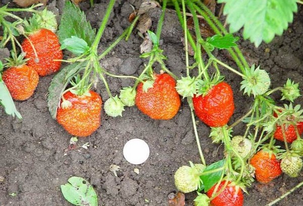A legjobb szamóca - leírás, jellemzők, fotó