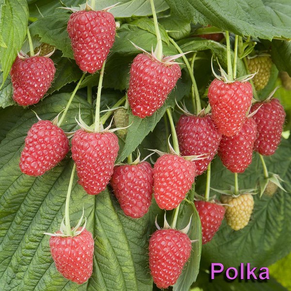 A legjobb málna fajták - leírások, ültetés és gondozás, fotó