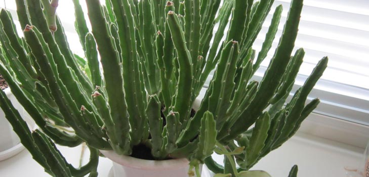 Stapelia: otthoni gondoskodás, gyönyörű virágképek