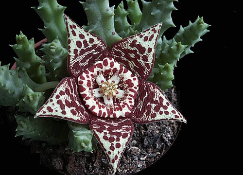 Stapelia: fotó és otthoni gondozás