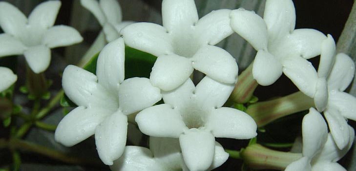 Stephanotis: ellátás és fotó