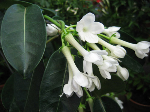 Hogyan lehet vigyázni Floribunda stephanotisára?