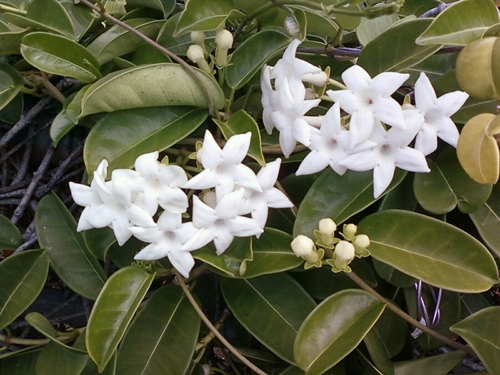 Stephanotis: ellátás és fotó