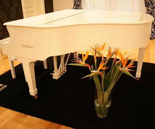 Strelitzia gondozása