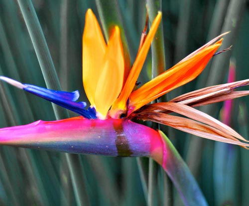 Strelitzia: fotózás és gondozás otthon