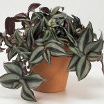 Tradescantia: leírás és gondozás Tradescantia: leírás és gondozás