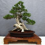 A bonsai gondozása
