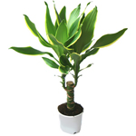 A dracaena gondozása
