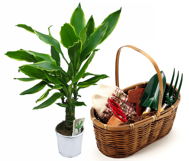 A dracaena gondozása