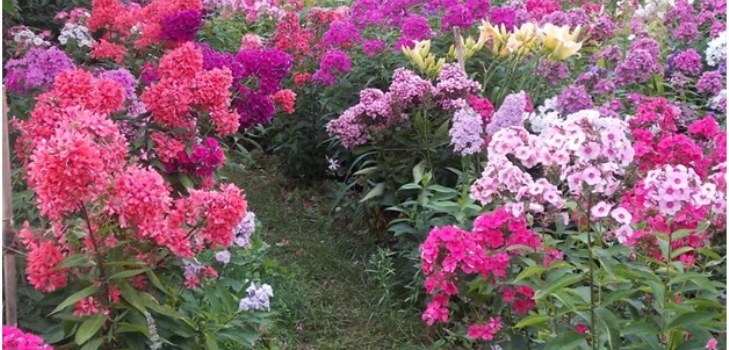 phlox a kertben