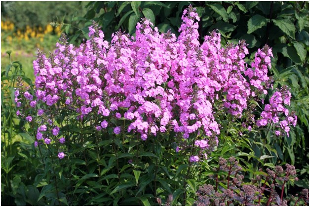 bokor phlox