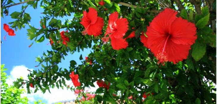 Hibiszkusz virágok