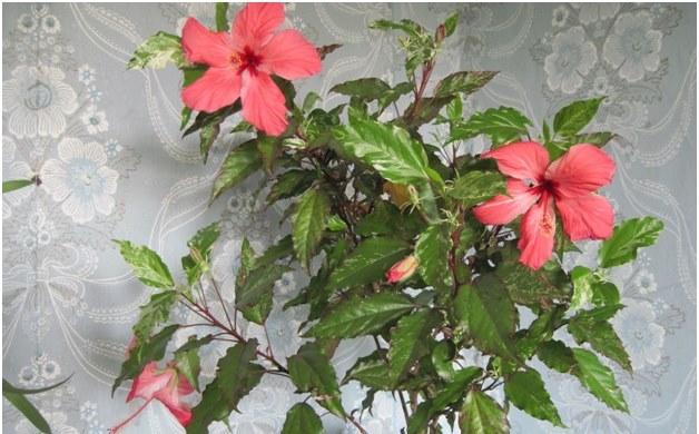 hibiszkusz a házban