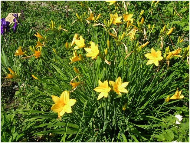 tenyésztés daylily