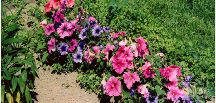 petunia a kertben