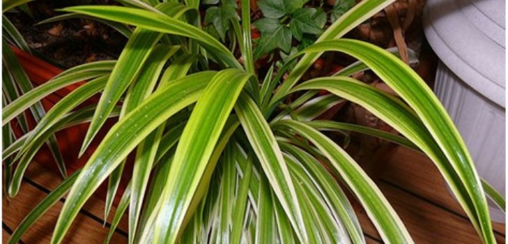 chlorophytum növény