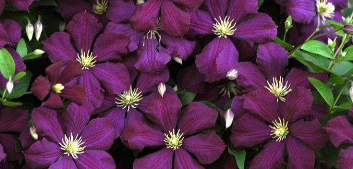 Clematis virágok